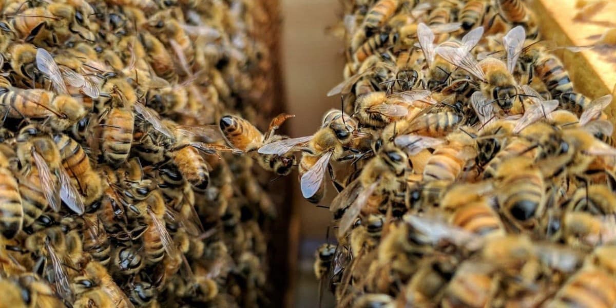 Beyond The Bee photo