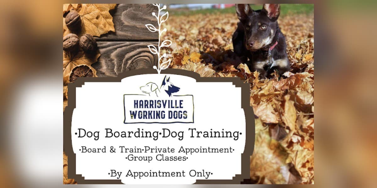 Harrisville Working Dogs photo
